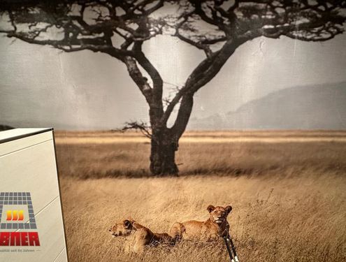 Ein extravagantes Badezimmer. Die Fliesen sind zwar schlichter gehalten, doch durch die ganzflächige Fototapete wird das Badezimmer zur Savanne.